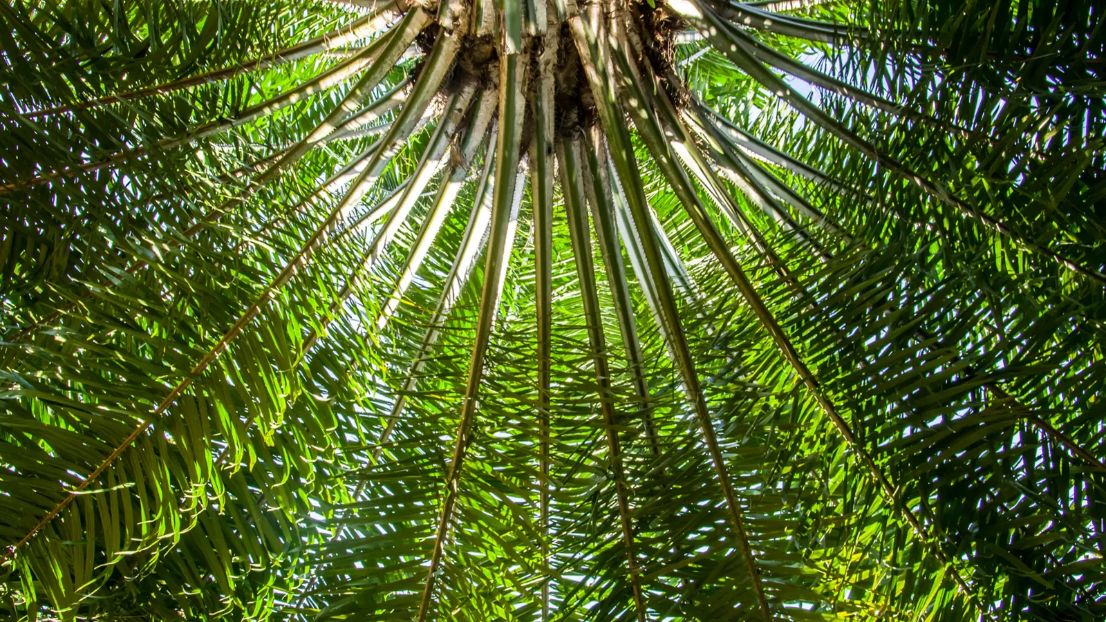 Omhoog gerichte opname van palmboom